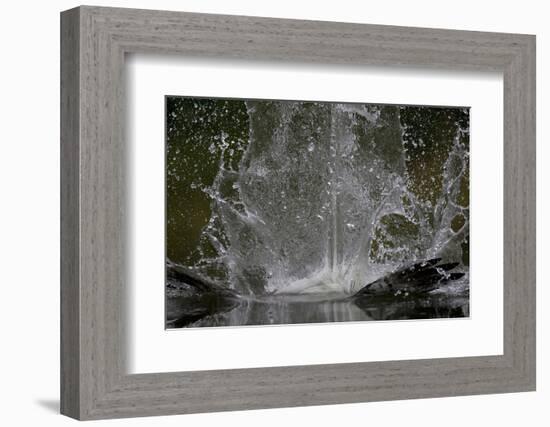 Splash in Water Made by Osprey (Pandion Haliaetus) Fishing, Kangasala, Finland, August 2009-Cairns-Framed Photographic Print