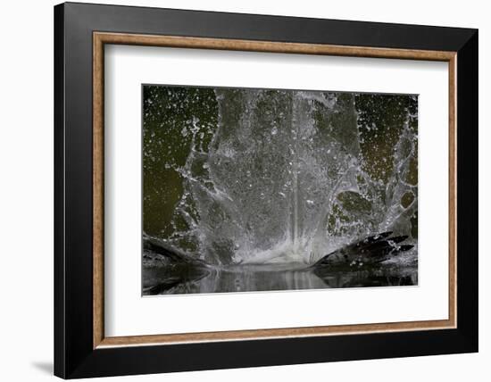 Splash in Water Made by Osprey (Pandion Haliaetus) Fishing, Kangasala, Finland, August 2009-Cairns-Framed Photographic Print