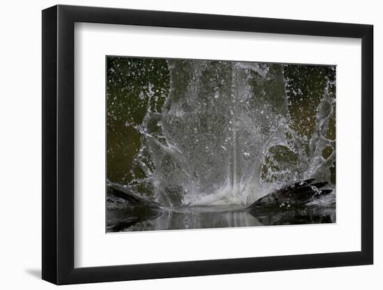 Splash in Water Made by Osprey (Pandion Haliaetus) Fishing, Kangasala, Finland, August 2009-Cairns-Framed Photographic Print