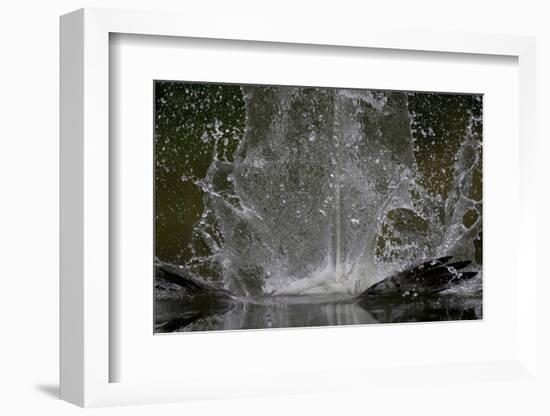 Splash in Water Made by Osprey (Pandion Haliaetus) Fishing, Kangasala, Finland, August 2009-Cairns-Framed Photographic Print