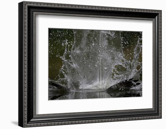 Splash in Water Made by Osprey (Pandion Haliaetus) Fishing, Kangasala, Finland, August 2009-Cairns-Framed Photographic Print