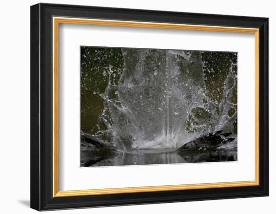 Splash in Water Made by Osprey (Pandion Haliaetus) Fishing, Kangasala, Finland, August 2009-Cairns-Framed Photographic Print