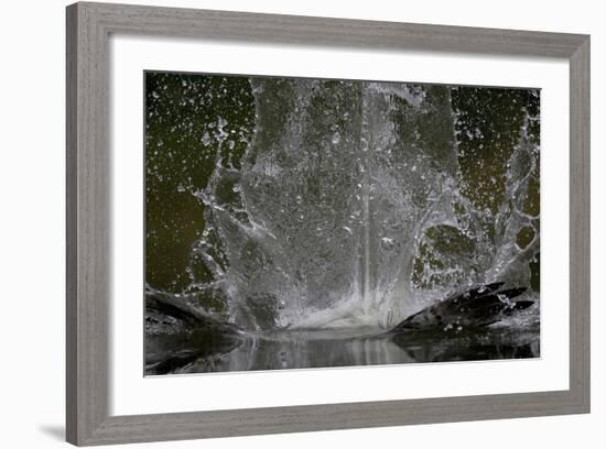 Splash in Water Made by Osprey (Pandion Haliaetus) Fishing, Kangasala, Finland, August 2009-Cairns-Framed Photographic Print