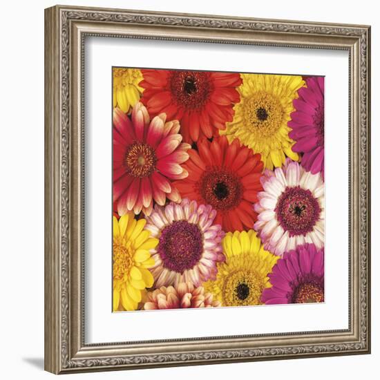 Splash of Color II-Assaf Frank-Framed Art Print