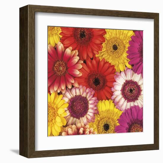 Splash of Color II-Assaf Frank-Framed Art Print