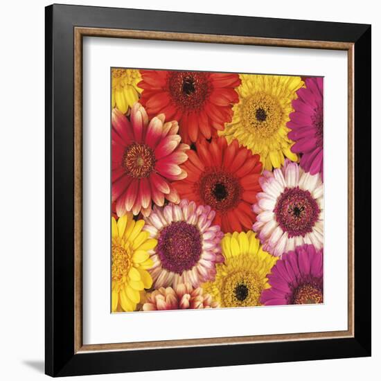 Splash of Color II-Assaf Frank-Framed Art Print