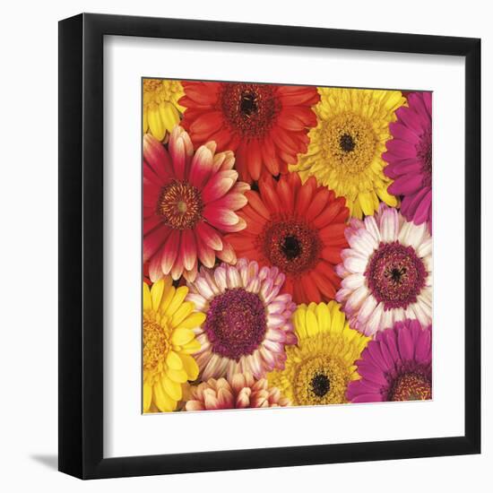 Splash of Color II-Assaf Frank-Framed Art Print