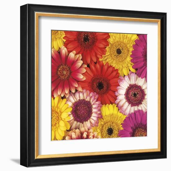 Splash of Color II-Assaf Frank-Framed Art Print