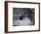 Splash-Art Wolfe-Framed Photographic Print