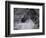 Splash-Art Wolfe-Framed Photographic Print