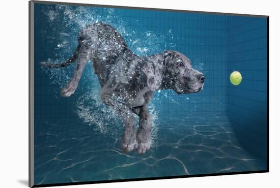 SplashDog-Marcel Egger-Mounted Photographic Print