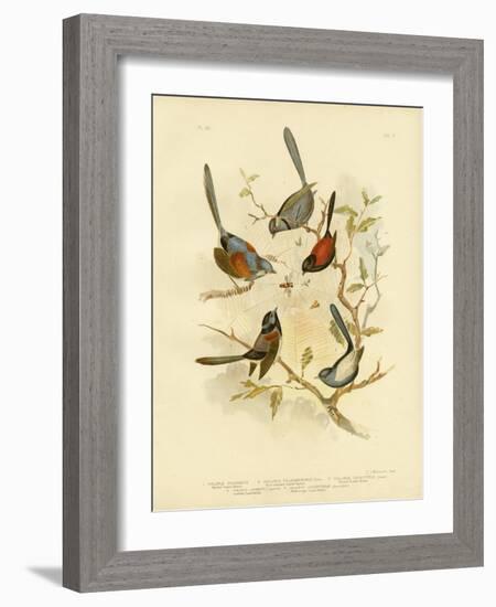 Splendid Fairywren, 1891-Gracius Broinowski-Framed Giclee Print