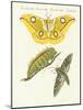 Splendid Foreign Butterflies-null-Mounted Giclee Print