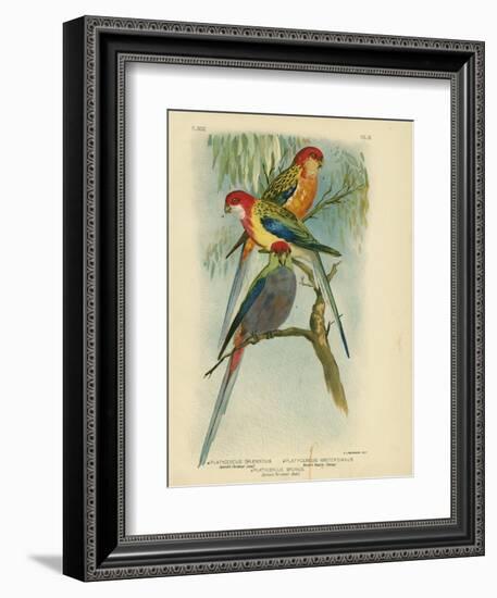 Splendid Parakeet, 1891-Gracius Broinowski-Framed Giclee Print