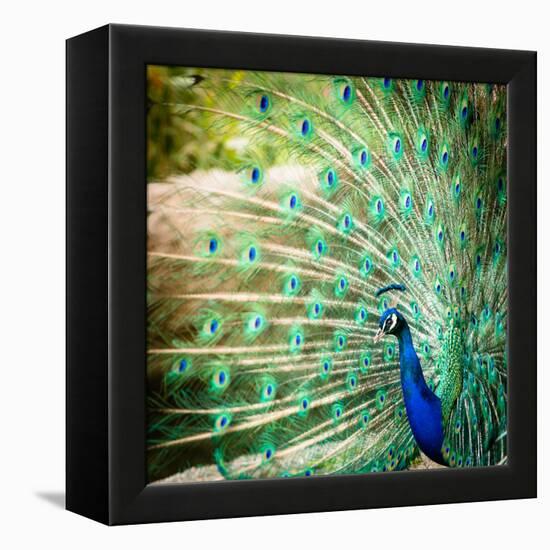 Splendid Peacock with Feathers Out (Pavo Cristatus)-l i g h t p o e t-Framed Premier Image Canvas