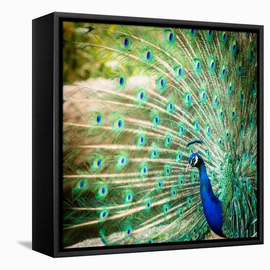 Splendid Peacock with Feathers Out (Pavo Cristatus)-l i g h t p o e t-Framed Premier Image Canvas