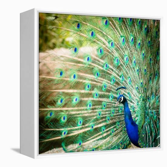 Splendid Peacock with Feathers Out (Pavo Cristatus)-l i g h t p o e t-Framed Premier Image Canvas