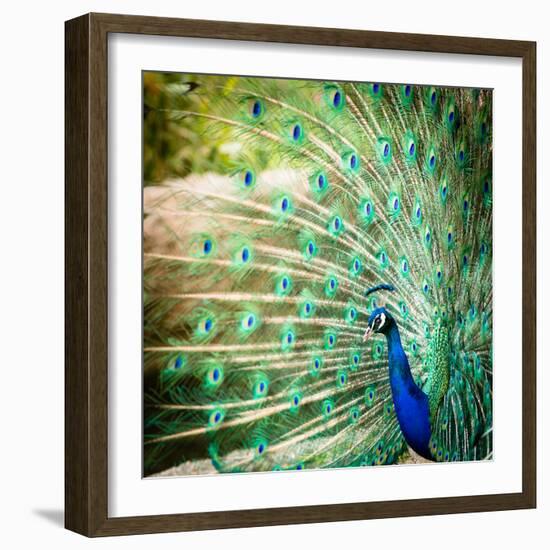 Splendid Peacock with Feathers Out (Pavo Cristatus)-l i g h t p o e t-Framed Photographic Print