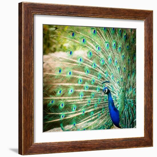 Splendid Peacock with Feathers Out (Pavo Cristatus)-l i g h t p o e t-Framed Photographic Print