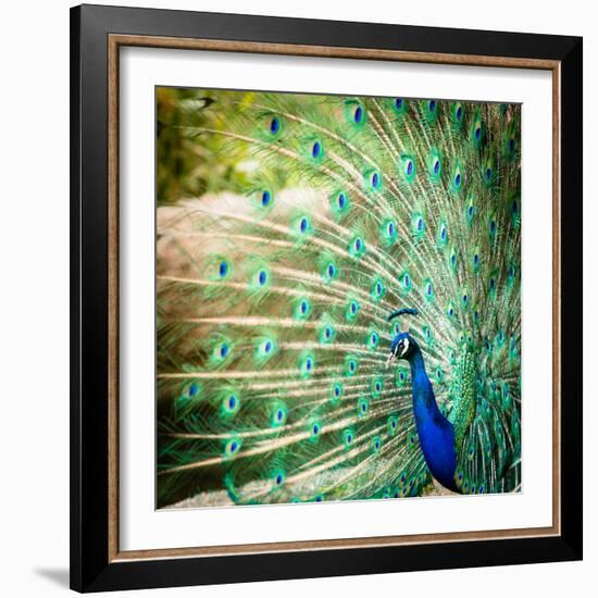 Splendid Peacock with Feathers Out (Pavo Cristatus)-l i g h t p o e t-Framed Photographic Print