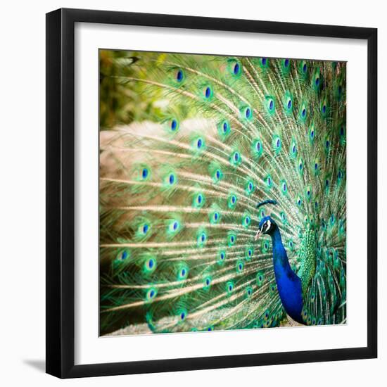 Splendid Peacock with Feathers Out (Pavo Cristatus)-l i g h t p o e t-Framed Photographic Print