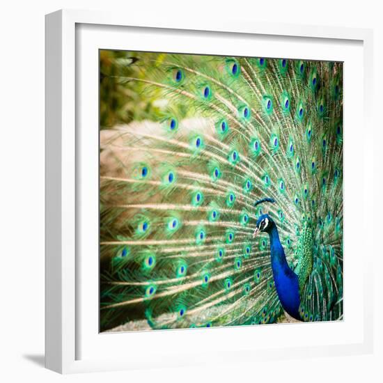 Splendid Peacock with Feathers Out (Pavo Cristatus)-l i g h t p o e t-Framed Photographic Print