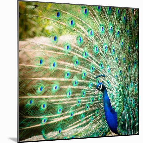 Splendid Peacock with Feathers Out (Pavo Cristatus)-l i g h t p o e t-Mounted Photographic Print