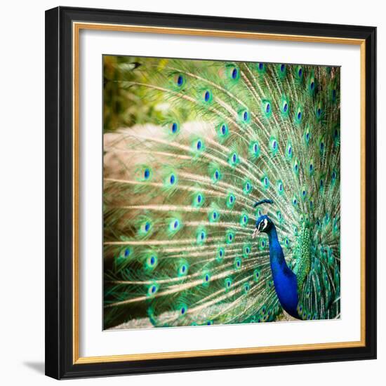 Splendid Peacock with Feathers Out (Pavo Cristatus)-l i g h t p o e t-Framed Photographic Print