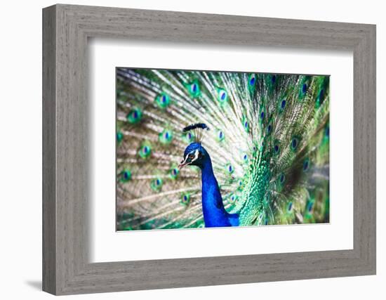 Splendid Peacock with Feathers Out (Pavo Cristatus)-l i g h t p o e t-Framed Photographic Print