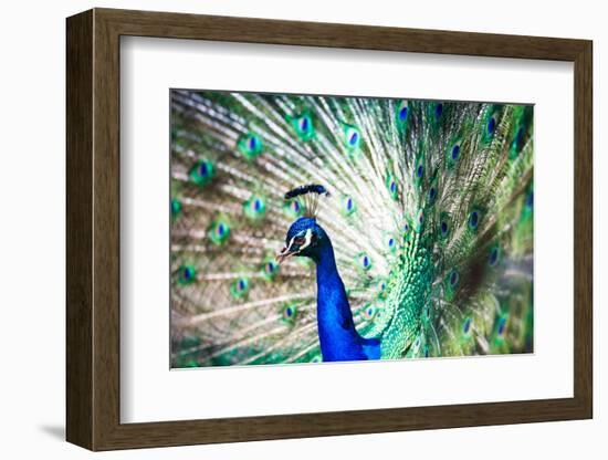 Splendid Peacock with Feathers Out (Pavo Cristatus)-l i g h t p o e t-Framed Photographic Print