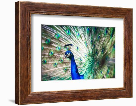 Splendid Peacock with Feathers Out (Pavo Cristatus)-l i g h t p o e t-Framed Photographic Print