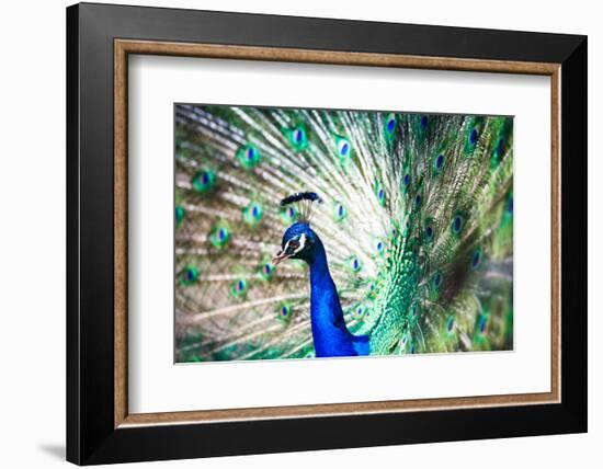 Splendid Peacock with Feathers Out (Pavo Cristatus)-l i g h t p o e t-Framed Photographic Print