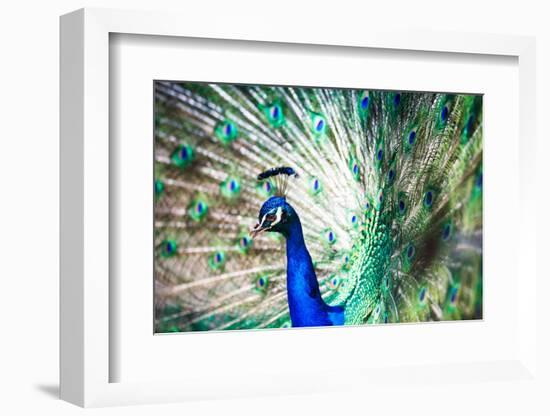 Splendid Peacock with Feathers Out (Pavo Cristatus)-l i g h t p o e t-Framed Photographic Print