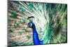Splendid Peacock with Feathers Out (Pavo Cristatus)-l i g h t p o e t-Mounted Photographic Print