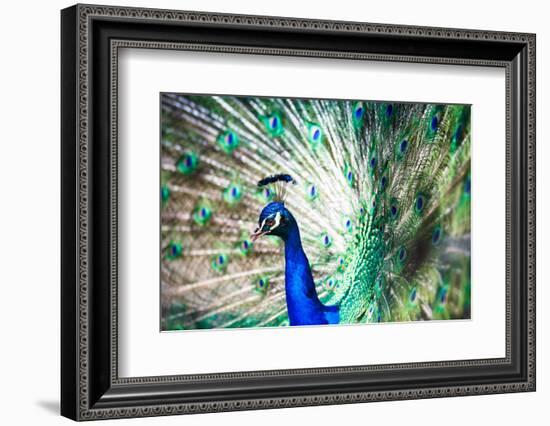 Splendid Peacock with Feathers Out (Pavo Cristatus)-l i g h t p o e t-Framed Photographic Print