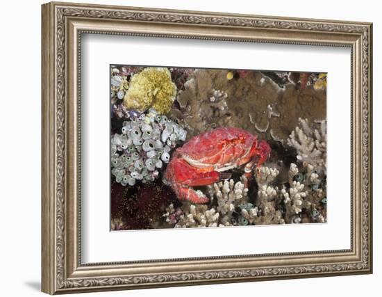 Splendid Pebble Crab (Etisus Splendidus)-Reinhard Dirscherl-Framed Photographic Print