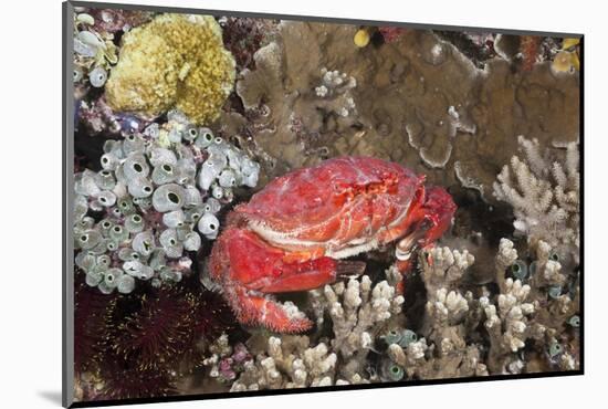Splendid Pebble Crab (Etisus Splendidus)-Reinhard Dirscherl-Mounted Photographic Print