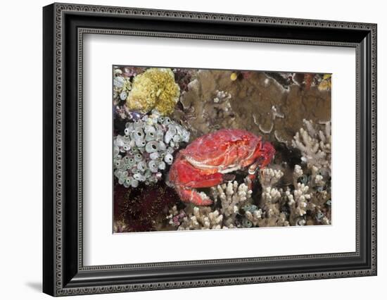 Splendid Pebble Crab (Etisus Splendidus)-Reinhard Dirscherl-Framed Photographic Print