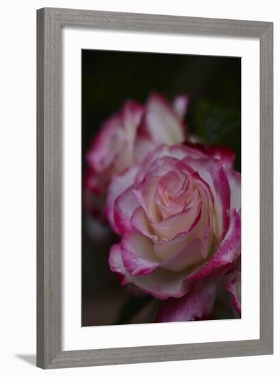 Splendid Roses-Dietmar Najak-Framed Photographic Print