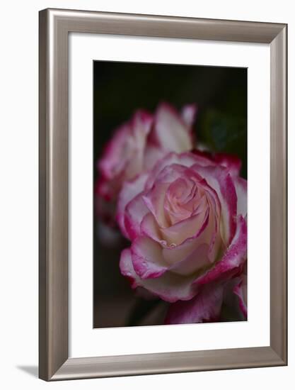 Splendid Roses-Dietmar Najak-Framed Photographic Print