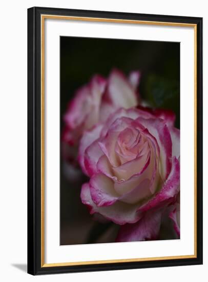 Splendid Roses-Dietmar Najak-Framed Photographic Print