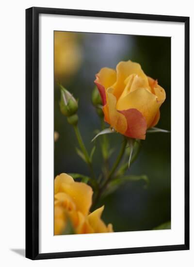 Splendid Roses-Dietmar Najak-Framed Photographic Print