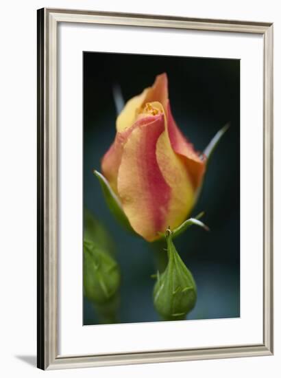 Splendid Roses-Dietmar Najak-Framed Photographic Print