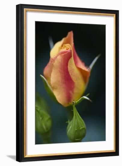 Splendid Roses-Dietmar Najak-Framed Photographic Print