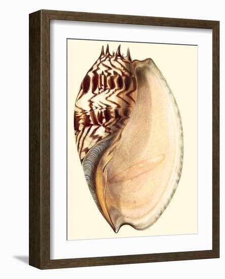 Splendid Shells II-Vision Studio-Framed Art Print