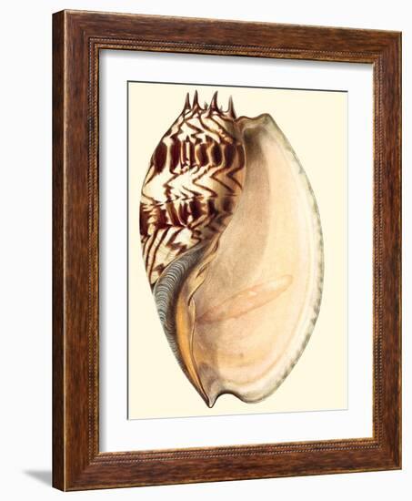 Splendid Shells II-Vision Studio-Framed Art Print