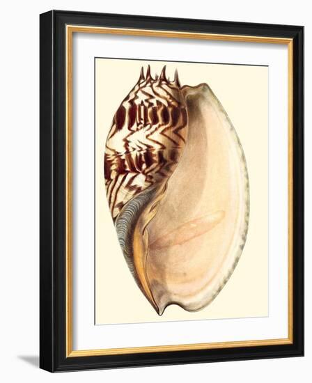 Splendid Shells II-Vision Studio-Framed Art Print