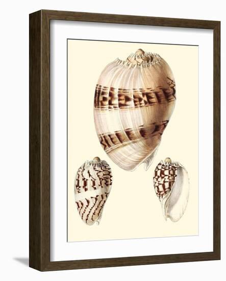 Splendid Shells V-Vision Studio-Framed Art Print