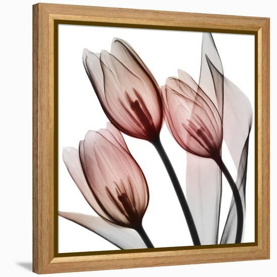 Splendid Tulips-Albert Koetsier-Framed Stretched Canvas