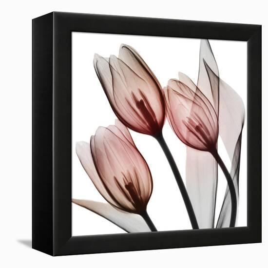 Splendid Tulips-Albert Koetsier-Framed Stretched Canvas